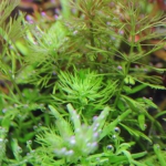 植栽から155日目　ドワーフアンブリア
